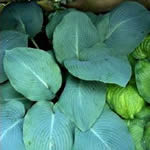 Hosta Hybrid Cultivars 'Big Mammoth'