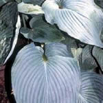 Hosta Hybrid Cultivars ‘Blue Angel'
