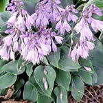 Hosta Hybrid Cultivars ‘Blue Cadet'