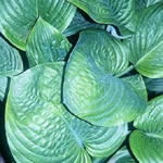 Hosta Hybrid Cultivars 'Blue Umbrellas'