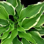 Hosta fortunei 'Antioch'