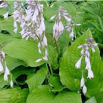 Hosta fortunei ‘Aoki’