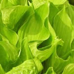 Hosta fortunei 'Aurea'