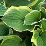 Hosta fortunei ‘Aureomarginata’
