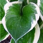 Hosta fortunei ‘Francee’