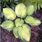 Hosta fortunei 'Gold Standard'