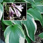 Hosta hyacinthina