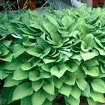 Hosta fortunei ‘Obsucura’