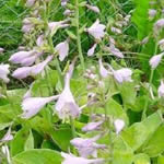 Hosta fortunei 'Gold Edger'