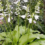 Hosta Hybrid Cultivars 'Honeybells'