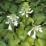 Hosta plantaginea 'Aphrodite'