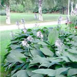 Hosta sieboldiana (H. glauca)