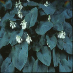 Hosta sieboldiana (H. glauca) 'Elegans'