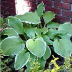 Hosta sieboldiana (H. glauca) ‘Sugar and Cream’
