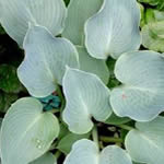 Hosta tardiana 'Blue Wedgwood’ 
