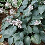 Hosta tardiana 'Blue Wedgwood’ 