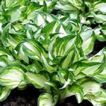 Hosta undulata 'Mediovariegata' 