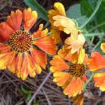 Helenium ‘Mardi Gras' (Helen's Flower, Sneezewood)