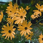 Helianthus angustifolius ‘Gold Lace’