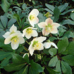 Helleborus orientalis-Hybrids 'Schmiemann Strain Lady Series' 'White Lady' 