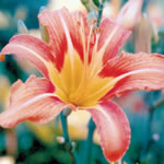 Hemerocallis fulva