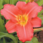 Hemerocallis 'Pardon Me'