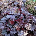 Heuchera micrantha 'Palace Purple'