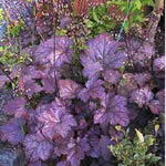 Heuchera americana 'Plum Pudding'