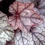 Heuchera americana 'Silver Scrolls' PP