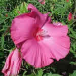 Hibiscus 'Anne Arundel' 