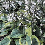 Hosta sieboldiana (H. glauca) 'Frances Williams' (s. Aureo-rnarginata) 