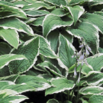 Hosta fortunei 'Albo-marginata'