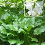 Hosta 'Royal Standard'