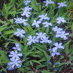 Iris cristata