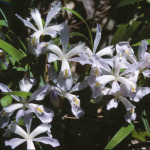 Iris cristata 'Alba'