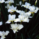 Iris sibirica 'White Sails' 