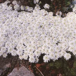 Iberis sempervirens 'Alexander's White'