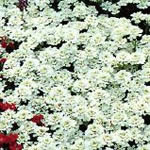 Iberis sempervirens 'Snowflake'