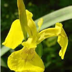 Iris pseudacorus 