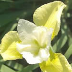 Iris sibirica 'Butter & Sugar' 