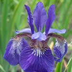 Iris sibirica 'Caesar's Brother' 