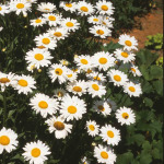 Leucanthemum superbum 'Becky' (Chrysanthemum)