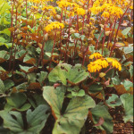 Ligularia dentata 'Woerlitzer Gold' 