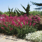 Lychnis viscaria 'Thurnae'