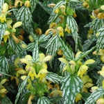 Lamiastrum galeobdolon 'Herman's Pride’