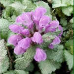 Lamium maculatum 'Red Nancy' 