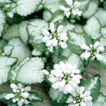 Lamium maculatum 'White Nancy' 