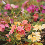 Lewisia cotyledon Regenbogen Hybrids