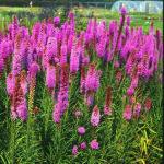 Liatris spicata 'Kobold' 