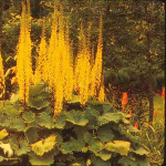 Ligularia stenocephala 'The Rocket'
